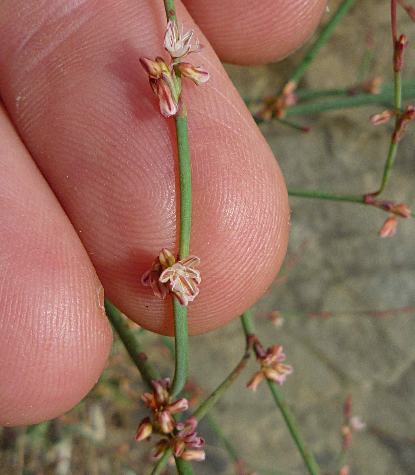 High Resolution Eriogonum baileyi Flower